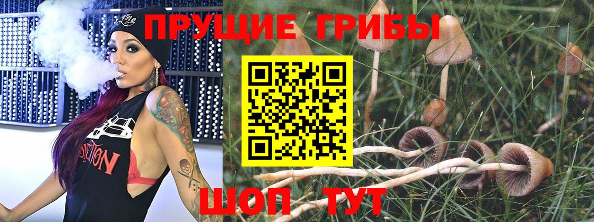 Чернушка  Галлюциногенные грибы MAGIC MUSHROOMS  Вход с VPN 